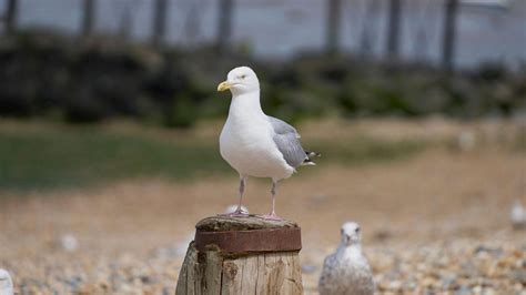 Swansea: Seagull put down after being 'thrown and .